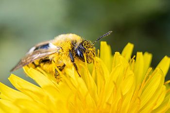 A bee amongst the pollen