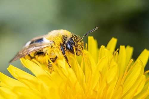 Eine Biene unter dem Pollen