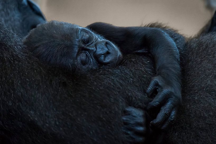 LP 71199770 Baby Western Lowland Gorilla par BeeldigBeeld Food & Lifestyle