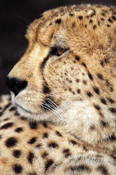 Gepard (Acinonyx jubatus) von Dirk Rüter