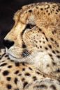 Gepard (Acinonyx jubatus) von Dirk Rüter Miniaturansicht