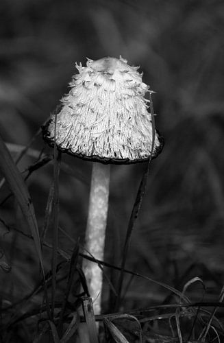 Paddestoel in hollandse herfstbos