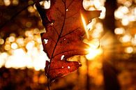 Herfstachtige zonsondergang bos van Marloes Bogaarts thumbnail