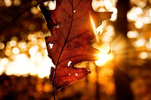 Herfstachtige zonsondergang bos