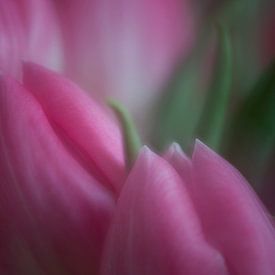 Tulips by Raoul Baart