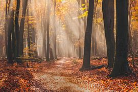 Zonnestralen by Ema Erkens