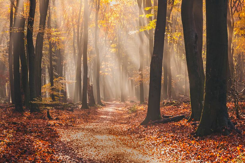 Zonnestralen von Ema Erkens