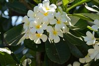 white Frangipane