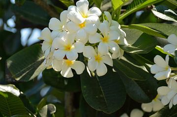 Witte Frangipane van Jeffry Clemens