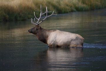 Elk (Wapiti), Cervus elephas, Yellowstone National Park, Wyoming