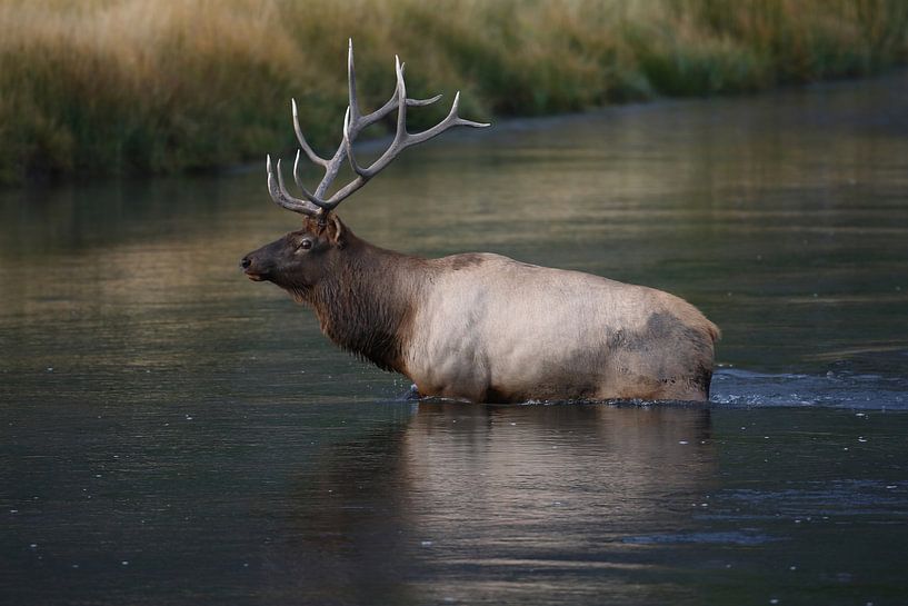 Elk (Wapiti), Cervus elephas, Yellowstone National Park, Wyoming von Frank Fichtmüller