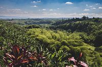 Koffieplantages Colombia
