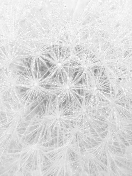 Dandelion by Naturzauberin