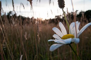 Bloemetje von Lieke Roodbol