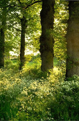 Fluitenkruid onder de eikenbomen