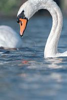 Le cygne muet joue avec l'eau.