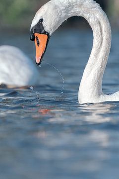 Höckerschwan spielt mit Wasser. von Dennis Meijer