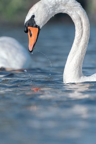 Le cygne muet joue avec l'eau.