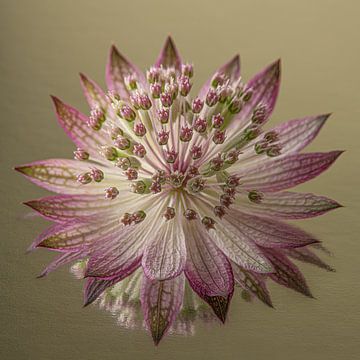 Ruhe und Einfachheit: ein altrosa Zeeland-Knoten von Marjolijn van den Berg