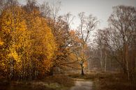 Peaceful Woodland van Kees van Dongen thumbnail
