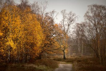 Peaceful Woodland