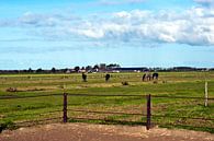 Horses on grassland in Volendam van Silva Wischeropp thumbnail