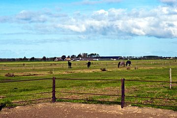 Horses on grassland in Volendam van Silva Wischeropp