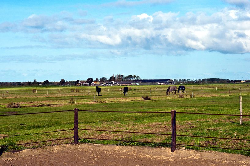 Horses on grassland in Volendam van Silva Wischeropp