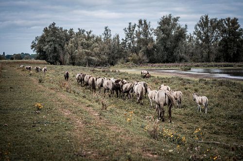 Kudde Paarden aan Rivierrand Vrije Beweging in de Natuur