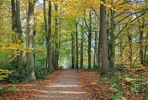 Wald in Herbstfarbe auf der Veluwe