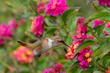 Hummingbird by Eddy Kuipers