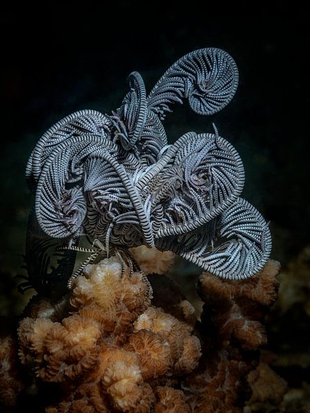 Seelilie macht ein Nickerchen auf Steinkorallen von Enak Cortebeeck
