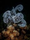 Seelilie macht ein Nickerchen auf Steinkorallen von Enak Cortebeeck Miniaturansicht