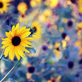 Sunflowers in the sunshine by Die Farbenfluesterin