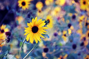 Zonnebloemen in de zon van Die Farbenfluesterin