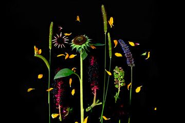 Blumenporträt (Sonnenblume) von Ineke VJ