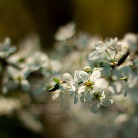 Blossom in the spring sun by Natasja Bittner