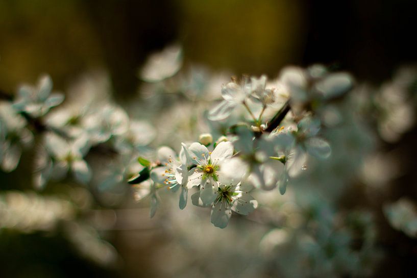 Blossom in the spring sun by Natasja Bittner