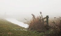 Misty morning ...