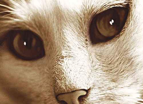 Ogen van een Kat