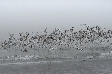 Zeemeeuwen zwermen van Koo de Strandjutter