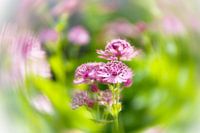 Roze Bubbel