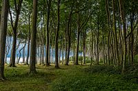 Gespensterwald
