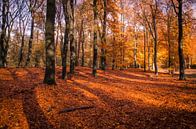 Bos in herfstkleuren van Marcel Pietersen thumbnail