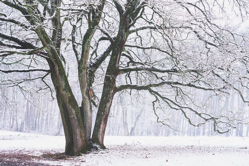 The winter birdhouse by Loris Photography