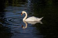 Schwan von Yana Koolen Miniaturansicht