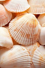 Schelpen in zachte kleuren van Poster Art Shop