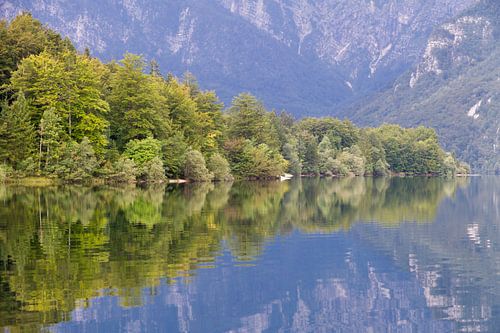 Dichte bossen reflecteren in het water