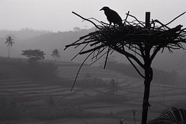 Nid d'oiseau classique dans Boom sur Art & Soul Creations