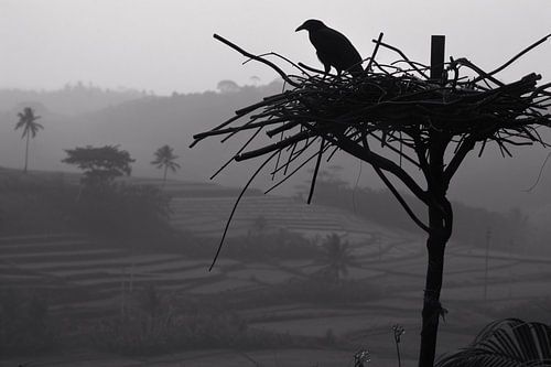 Klassieke Vogelnest in Boom